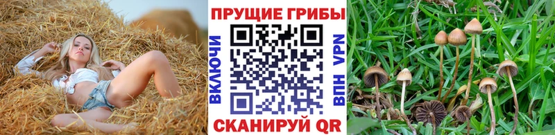 Псилоцибиновые грибы прущие грибы  Тихвин 